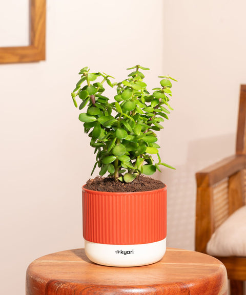 Lucky Jade Plant With Mylo Self Watering Pot