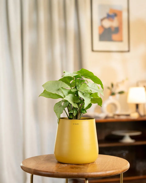 Syngonium Pixie White Plant with Medium Metal Self Watering Pot