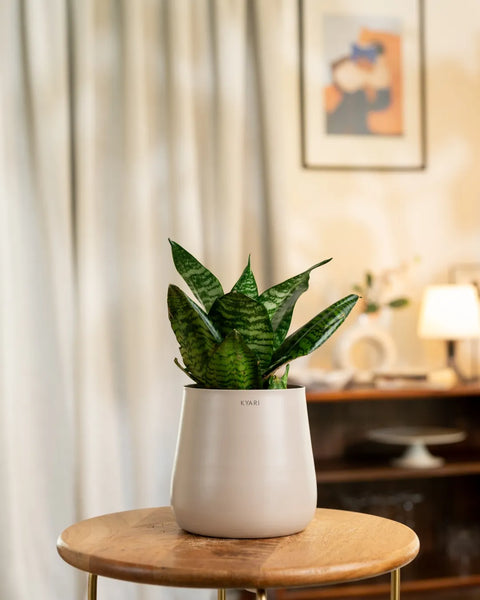 Green Snake Plant with Medium Metal Self Watering Pot