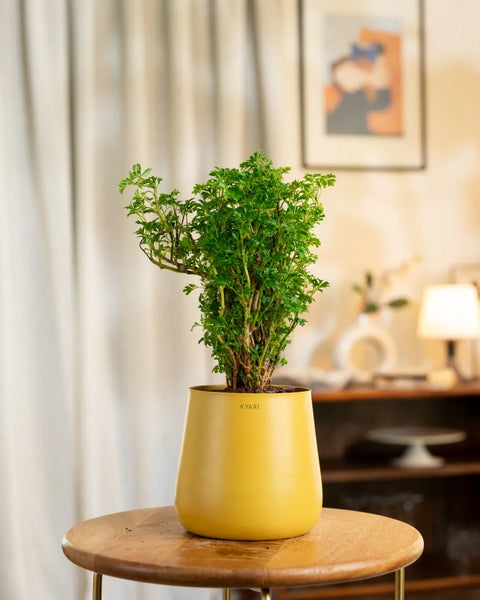 Aralia Green Plant with Medium Metal Self Watering Pot