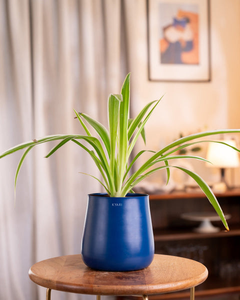 Spider Plant with Medium Metal Self Watering Pot