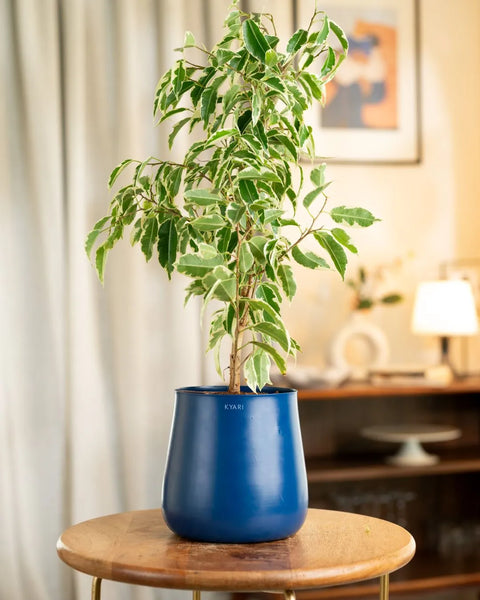 Ficus Safari Plant with Medium Metal Self Watering Pot