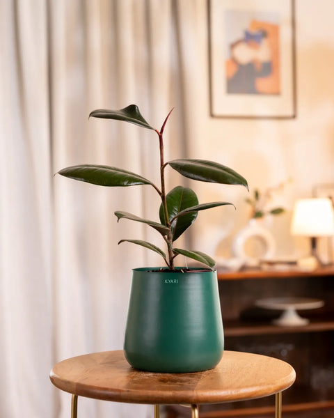Black Rubber Plant with Medium Metal Self Watering Pot