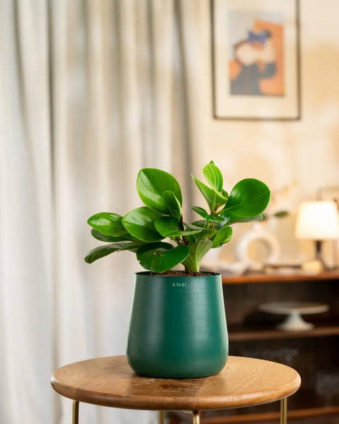 Peperomia Green Plant with Medium Metal Self Watering Pot
