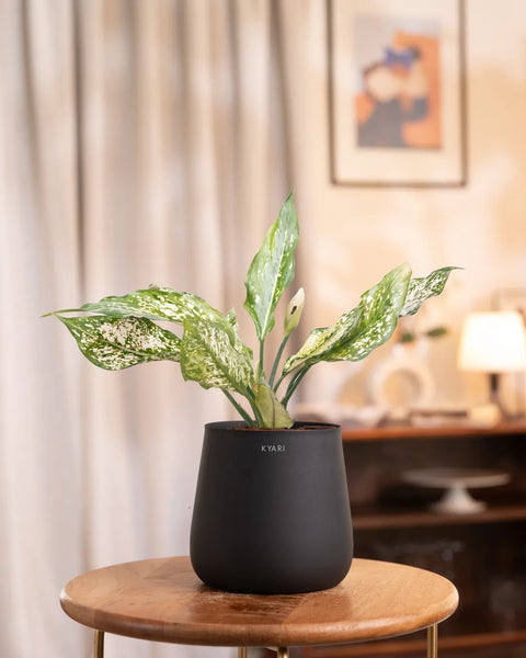 Aglaonema Snow White Plant with Medium Metal Self Watering Pot