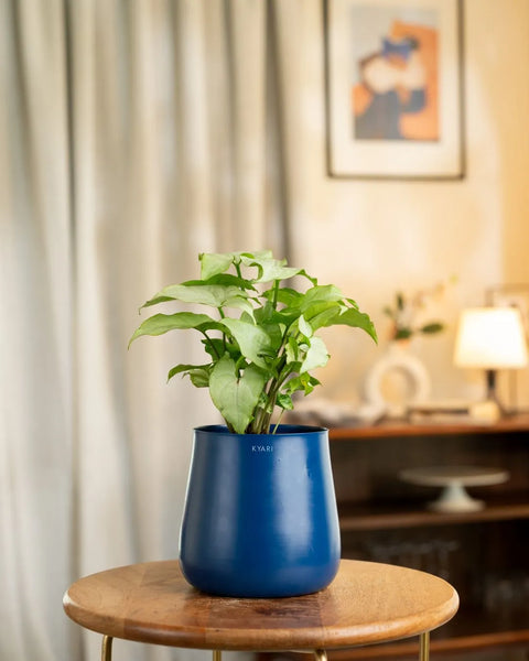 Syngonium Pixie White Plant with Medium Metal Self Watering Pot