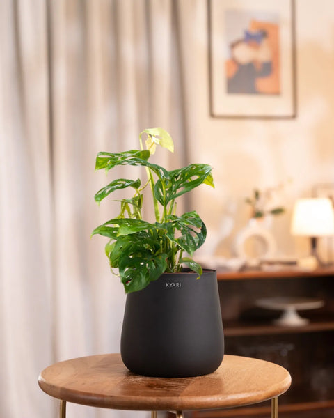 Philodendron Broken Heart Plant with Medium Metal Self Watering Pot