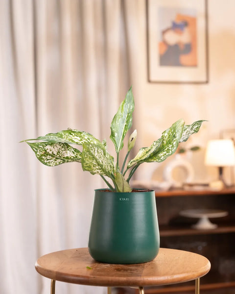 Aglaonema Snow White Plant with Medium Metal Self Watering Pot