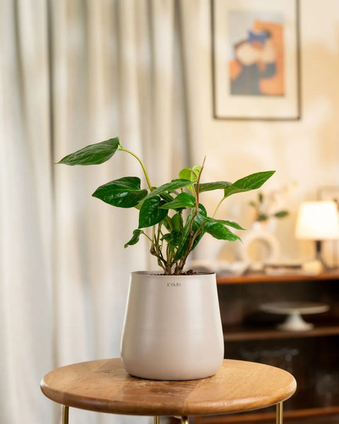 Betel Leaf Plant with Medium Metal Self Watering Pot