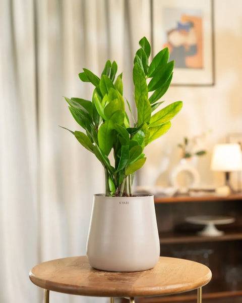 Zamia Green - ZZ Plant With Self Watering Pot