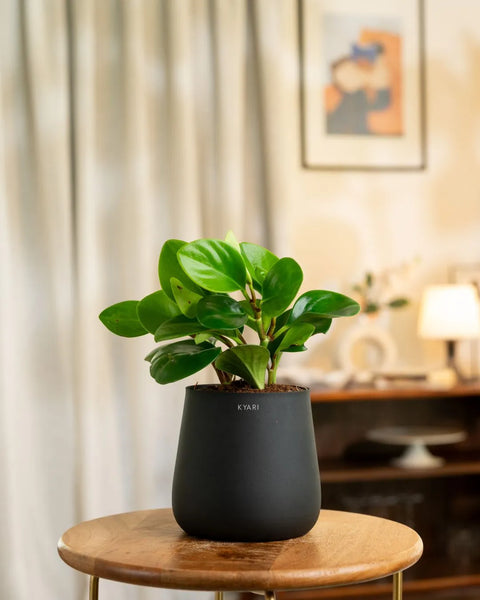 Peperomia Green Plant with Medium Metal Self Watering Pot