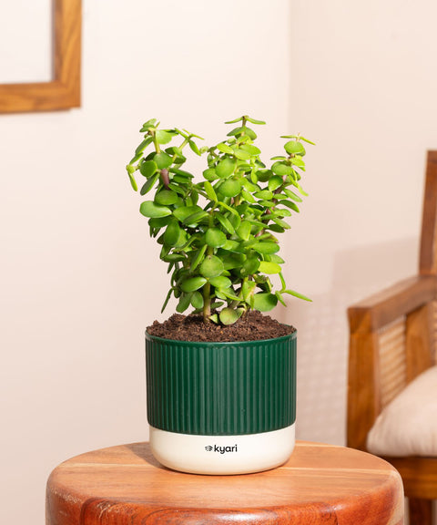 Lucky Jade Plant With Mylo Self Watering Pot