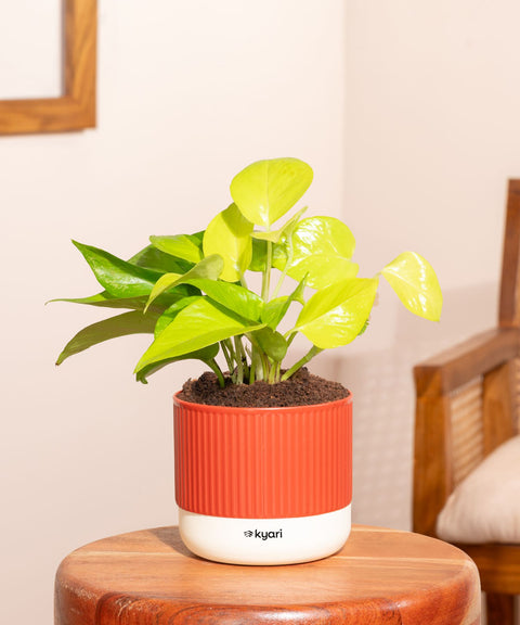 Golden Money Plant With Mylo Self Watering Pot