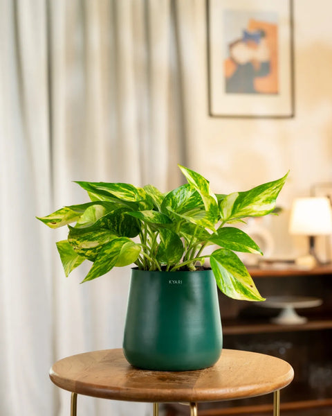 Money Variegated Plant with Medium Metal Self Watering Pot