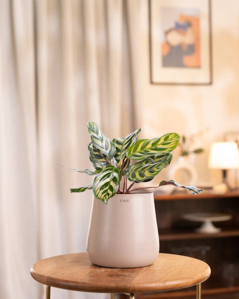 Peacock Plant with Medium Metal Self Watering Pot
