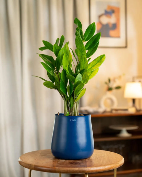 Zamia Green - ZZ Plant With Self Watering Pot