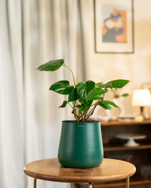 Betel Leaf Plant with Medium Metal Self Watering Pot