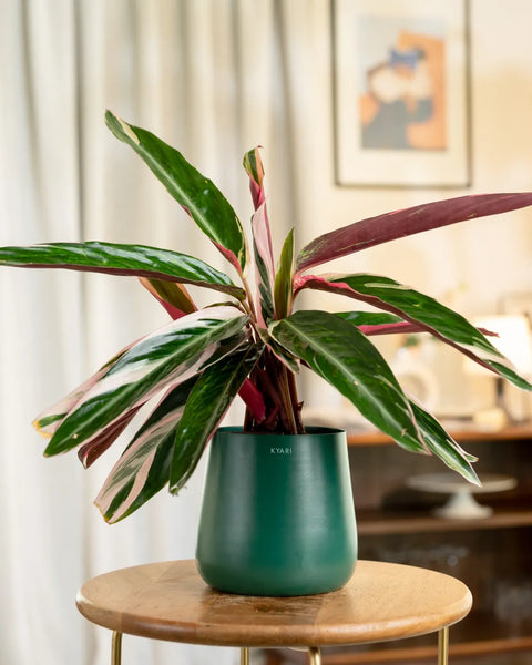 Calathea Triostar Plant with Medium Metal Self Watering Pot