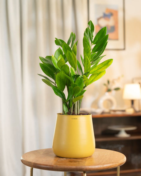 Zamia Green - ZZ Plant With Self Watering Pot