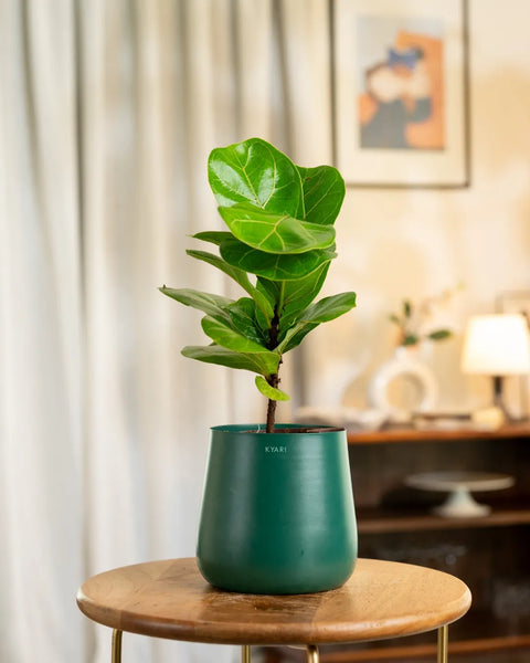 Fiddle Fig Plant with Medium Metal Self Watering Pot