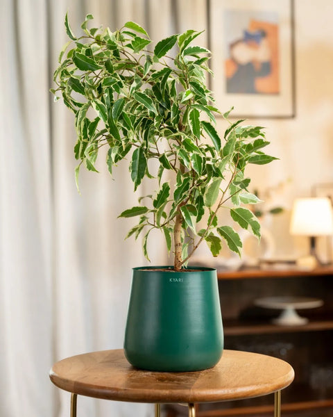 Ficus Safari Plant with Medium Metal Self Watering Pot