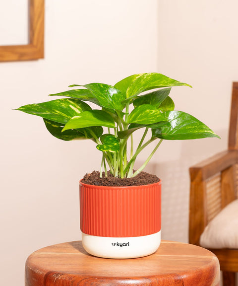 Money Variegated Plant With Mylo Self Watering Pot