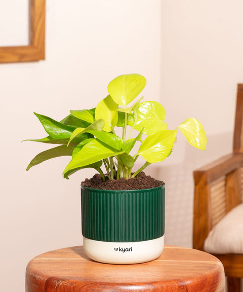 Golden Money Plant With Mylo Self Watering Pot