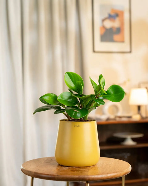 Peperomia Green Plant with Medium Metal Self Watering Pot