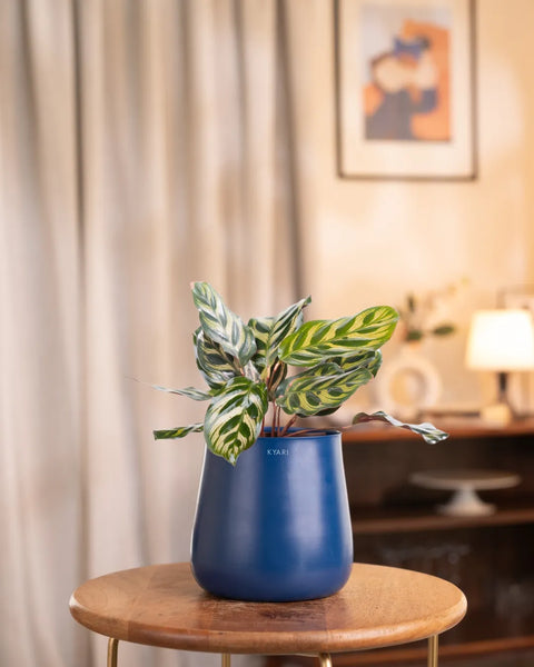 Peacock Plant with Medium Metal Self Watering Pot