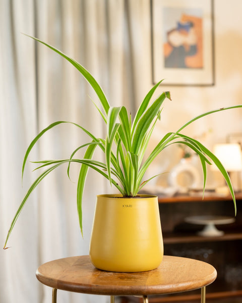 Spider Plant with Medium Metal Self Watering Pot