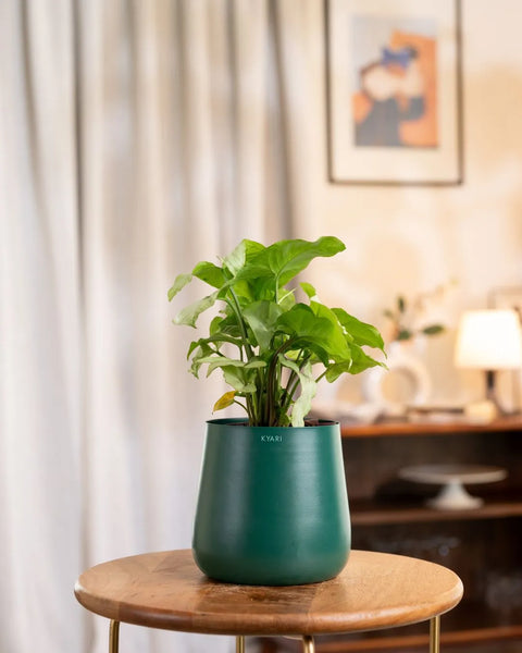 Syngonium Pixie White Plant with Medium Metal Self Watering Pot