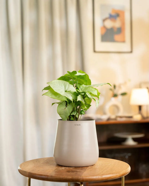 Syngonium Pixie White Plant with Medium Metal Self Watering Pot