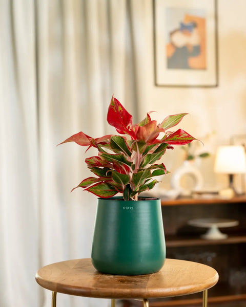 Aglaonema Lipstick Plant with Medium Metal Self Watering Pot