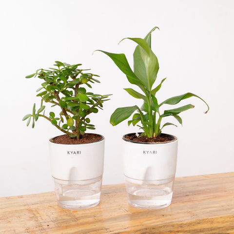 Lucky Jade & Peace Lily Plant Combo Self Watering Pot