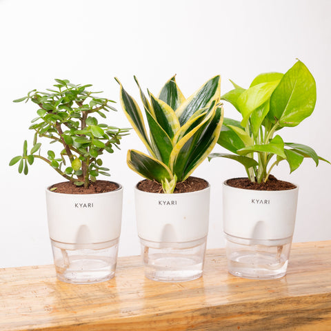 Lucky Jade, Golden Money & Golden Hahnii Snake Plant Combo