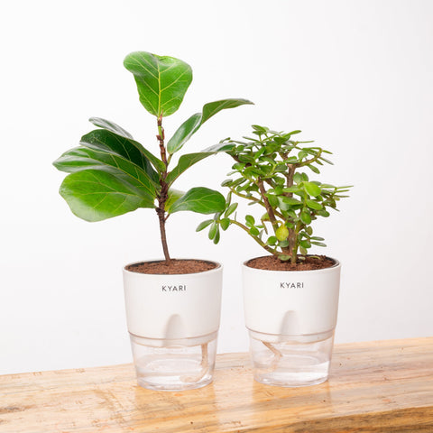 Fiddle Fig & Lucky Jade Plant Combo Self Watering Plant