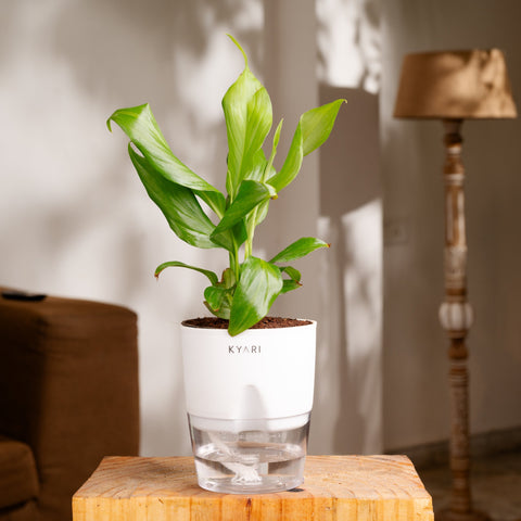 Lucky Jade & Peace Lily Plant Combo Self Watering Pot