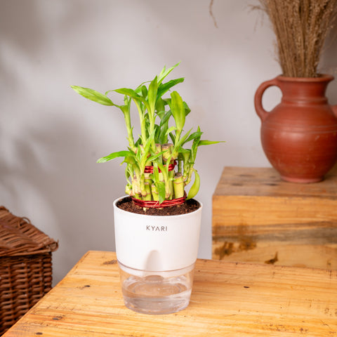 Lucky Bamboo & Calathea Triostar Self Watering Pot