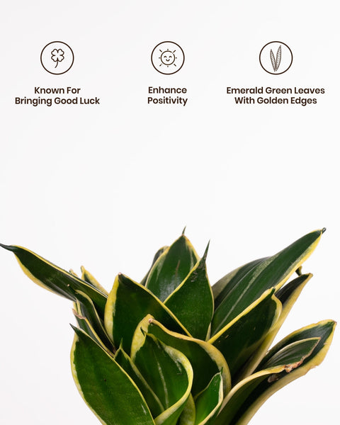 Golden Hahnii Snake Plant with Medium Metal Self Watering Pot