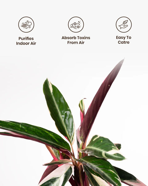 Calathea Triostar Plant with Medium Metal Self Watering Pot