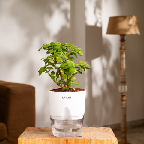 Fiddle Fig & Lucky Jade Plant Combo Self Watering Plant