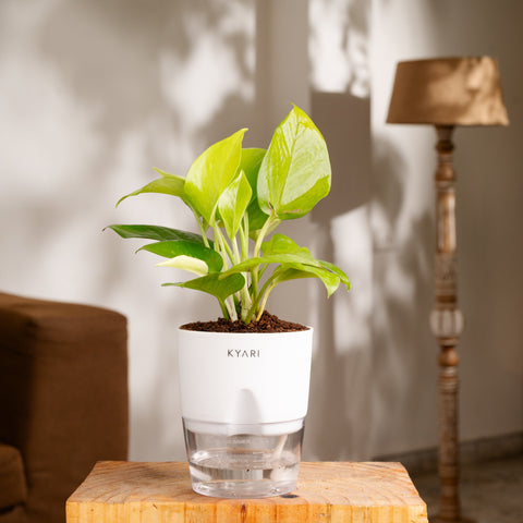 Lucky Jade, Golden Money & Golden Hahnii Snake Plant Combo