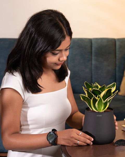 Golden Hahnii Snake Plant with Medium Metal Self Watering Pot