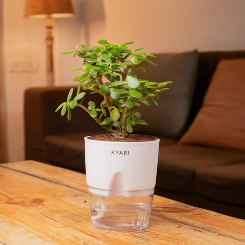 Lucky Jade & Peace Lily Plant Combo Self Watering Pot