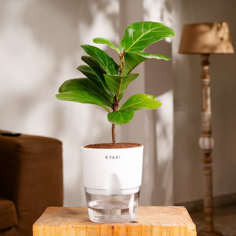 Fiddle Fig & Lucky Jade Plant Combo Self Watering Plant