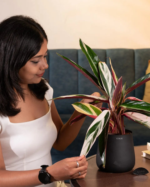 Calathea Triostar Plant with Medium Metal Self Watering Pot