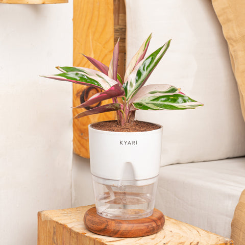 Broken Heart, Lucky Bamboo & Calathea Triostar Plant Combo