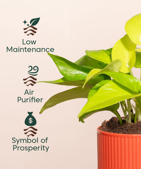 Golden Money Plant With Mylo Self Watering Pot