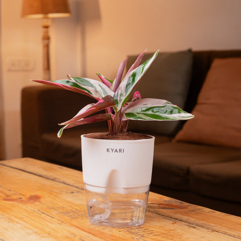 Lucky Bamboo & Calathea Triostar Self Watering Pot