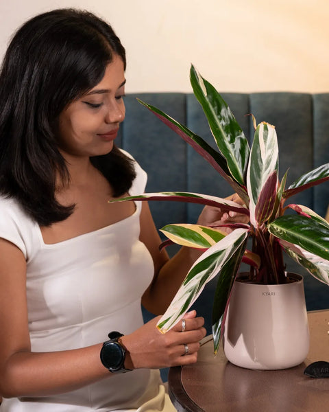 Calathea Triostar Plant with Medium Metal Self Watering Pot